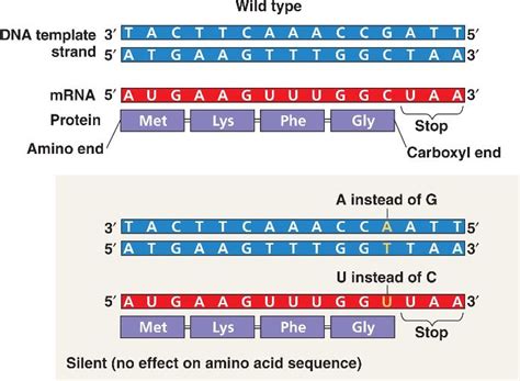 mutation_silent.html 17_23aPointMutationTypes-L.jpg