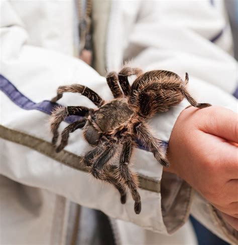 How Big are Tarantulas? Full Size Guide For Species + Tips – Mercury Pets