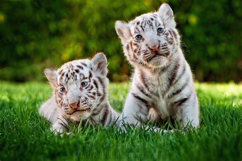 Two Cute White Tiger Baby Cubs