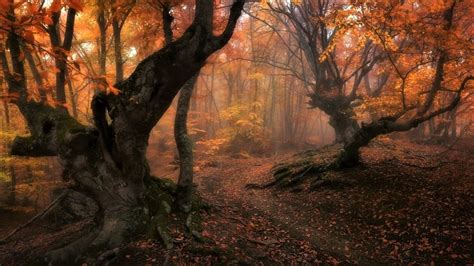 Foggy Autumn Forest - Image Abyss