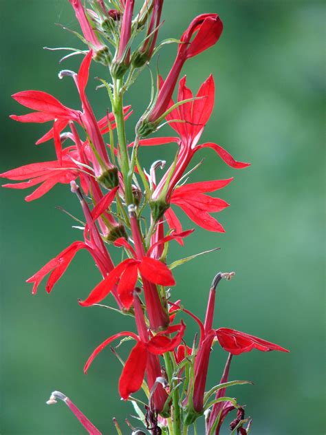 The Plantsmen Nursery | Lobelia cardinalis - Cardinal Flower