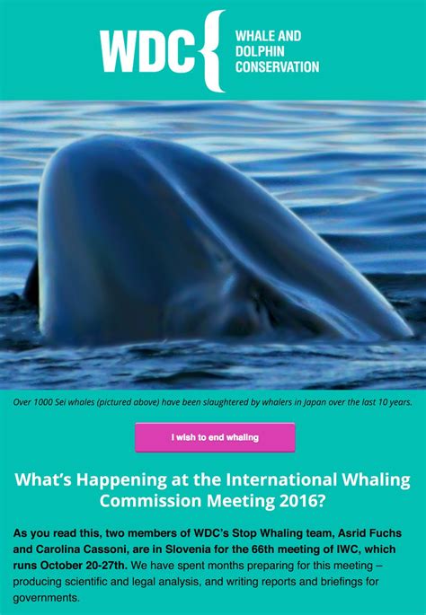 Whale and Dolphin Conservation | Campaign Monitor