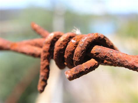 Barbed Free Stock Photo - Public Domain Pictures