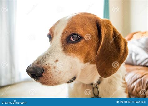 A Beagle Hound Mix Lifestyle Head Portrait Stock Photo - Image of eyes ...