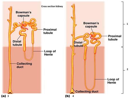 The nephrons discharge their urine theUrinary bladderUrethraRenal pelvisRenal pyramid