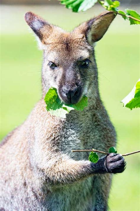 Kangaroo | Facts + Habitat + Diet + Appearance | - Science4Fun