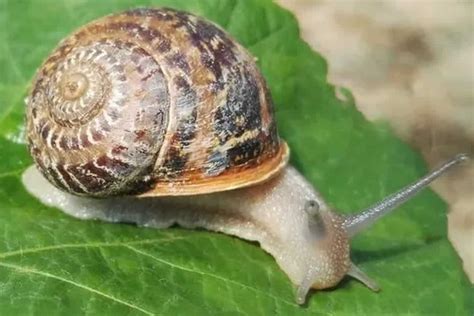 Garden Snail Profile and Care Guide - Shrimp and Snail Breeder