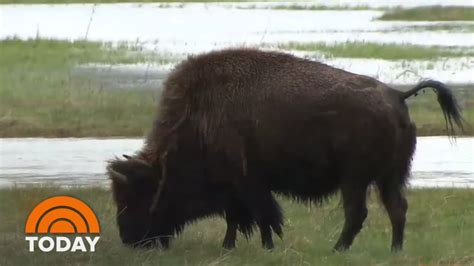 9-Year-Old Survives Bison Attack At Yellowstone | TODAY - YouTube