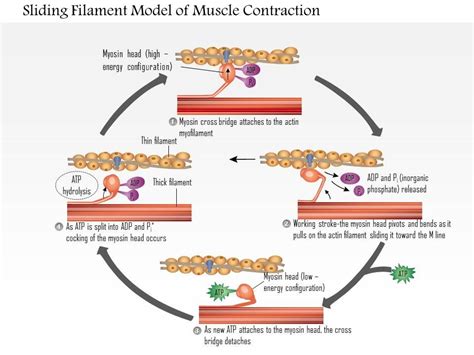 Sarcomere | Definition, Structure, & Sliding Filament Theory