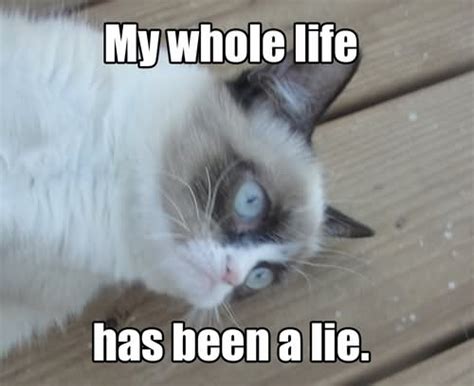 My Whole Life Has Been A Lie Grumpy Cat Meme | QuotesBae