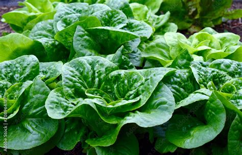 Heads of Lettuce in the Edible Garden Stock Photo | Adobe Stock