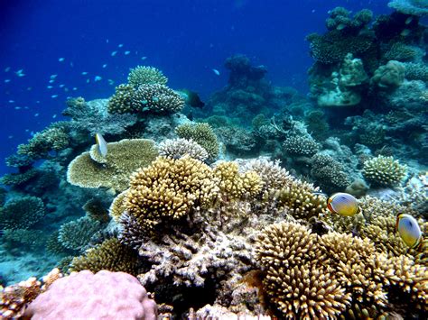 Fringing Coral Reef, Maldives | Marine life, Nature, Coral reef