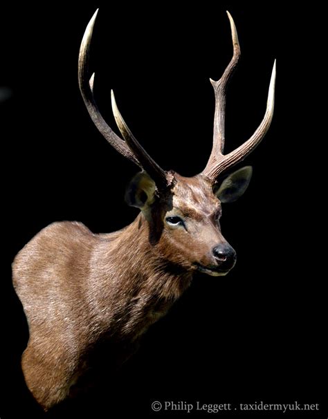 Sambar Deer - Taxidermy UK