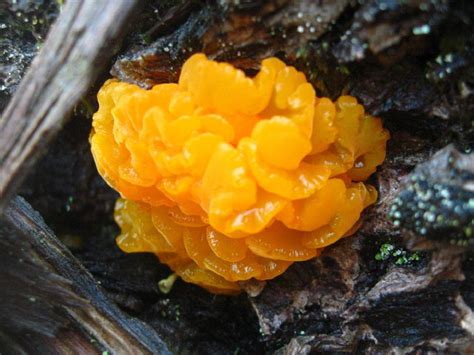 Orange Jelly Fungus, Vancouver Island, BC | Gohiking