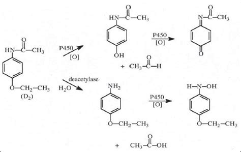 Partial scheme of metabolism of phenacetin[25]. Partial scheme for the... | Download Scientific ...