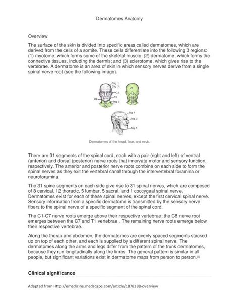 (PDF) Dermatomes Anatomy Overview dermatome is an area of skin in which ...