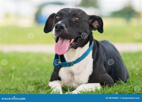 Black American bulldog mix stock image. Image of male - 98756001