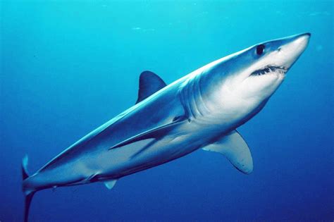 requin-taupe bleu — Wiktionnaire, le dictionnaire libre