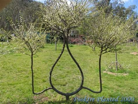 The Art of Tree Shaping | Amusing Planet