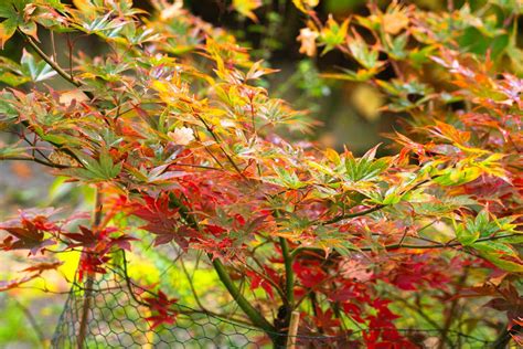 How to Grow and Care for Osakazuki Japanese Maple