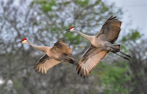 Sandhill Cranes in Florida 2023-2024 - Rove.me