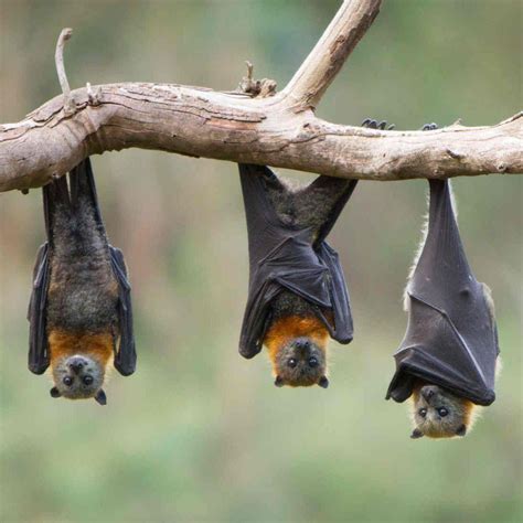 Hanging fruit bats