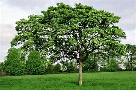 English Oak: Plant Care & Growing Guide