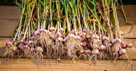 When and How to Harvest Garlic - Make House Cool