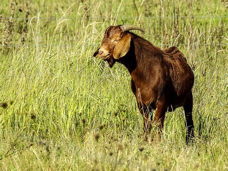 Boer Goat: Breed Info, Characteristics, Breeding, and Care