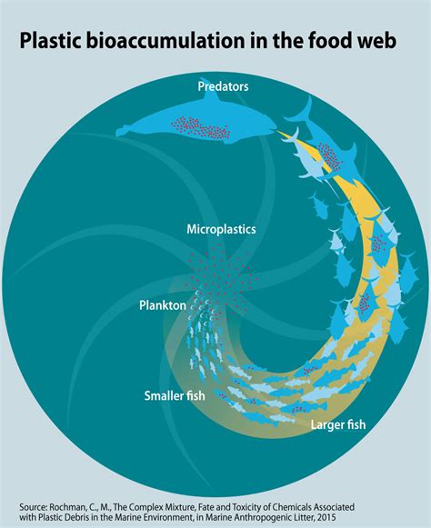 plastic-bioaccumulation-in-the-food-web_3ba9 (1) - Fleet Farming