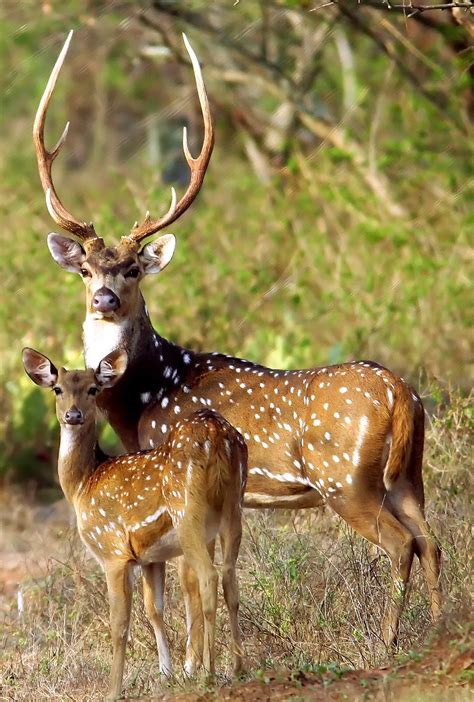 Pin di Reuben Yeo su Photos | Animali del bosco, Animali selvatici, Animali