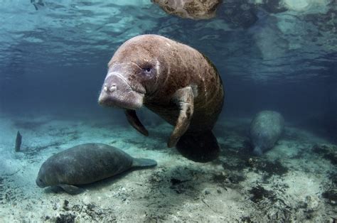 Manatee Appreciation Day