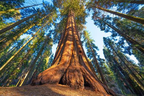 The Tallest Trees in California