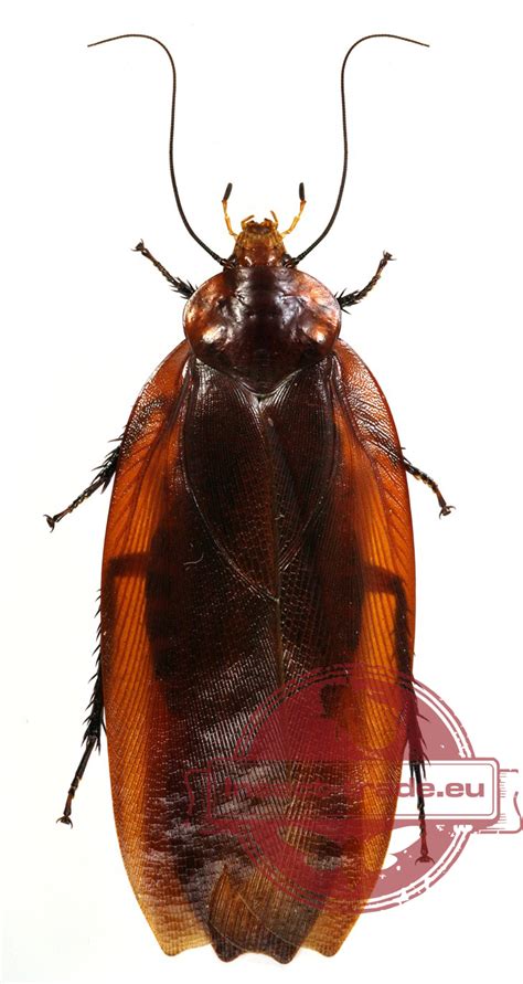 blattodea