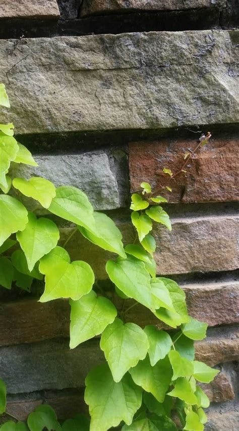 Boston Ivy Plants: Growing and Caring Tips | Home and Garden Digest