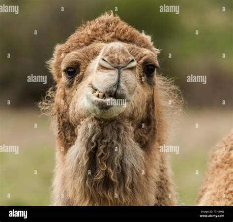 Camel hair hi-res stock photography and images - Alamy