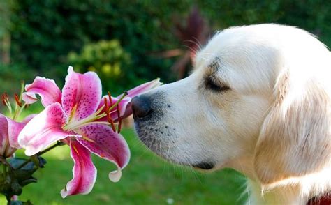 What Can Dogs Tell From Smell