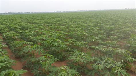 CHARACTERISTICS OF DIFFERENT CASSAVA VARIETIES (PICTURES)