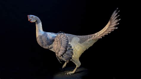 Meguskus Feathered Dinosaurs Prehistoric Animals Pale - vrogue.co