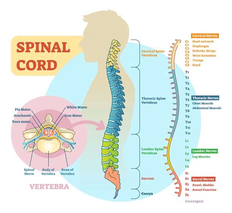 Spinal Cord Nerve Anatomy Diagram