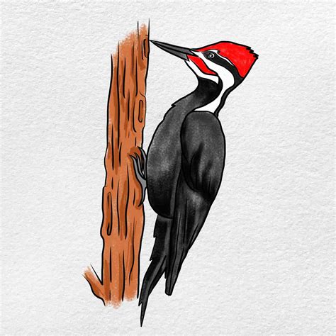 Woodpecker Sketch