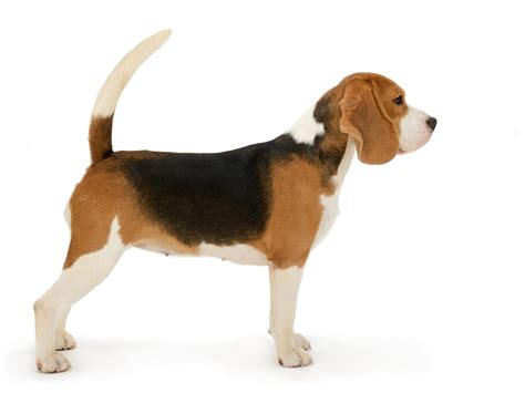 Beagles: Dog breed info, photos, common names, and more — Embarkvet