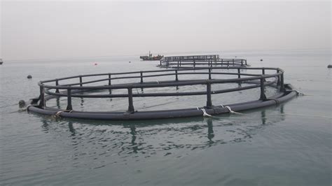 High Quality and Eco-Friendly Fish Farming Cu Cage Made in China - Cage ...