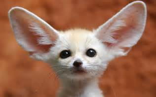 40+ Fennec Fox HD Wallpapers and Backgrounds