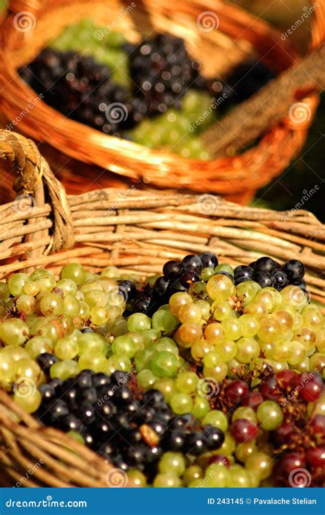 Grape Baskets stock image. Image of vineyard, white, fresh - 243145