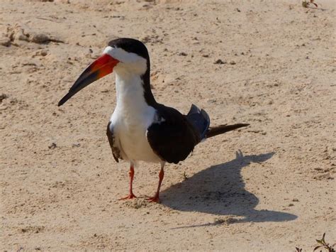 Brazil: Pantanal – Non-definitive Guide to Pantanal Birds – Travel2Unlimited