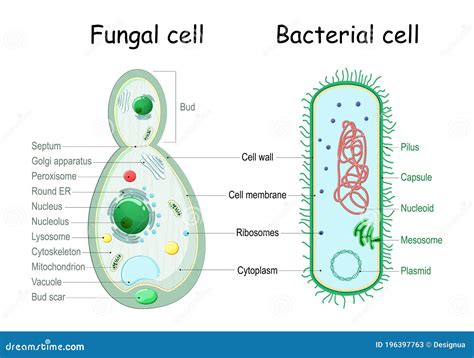 bacteria cell wall structure