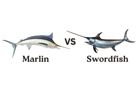 Marlin vs. Swordfish: What’s the Difference?