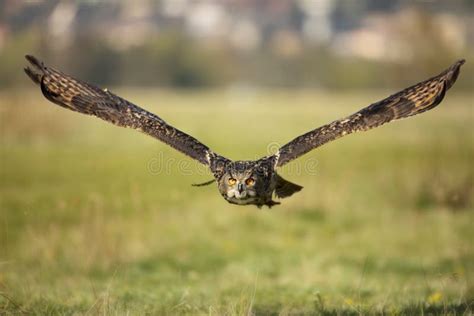 Flying Eurasian Eagle Owl. Owl in Nature Habitat. Bird Action Scene. Bubo Bubo. Largest Owl in ...