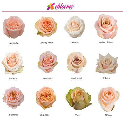 Shimmer Roses – Eblooms Farm Direct Inc.